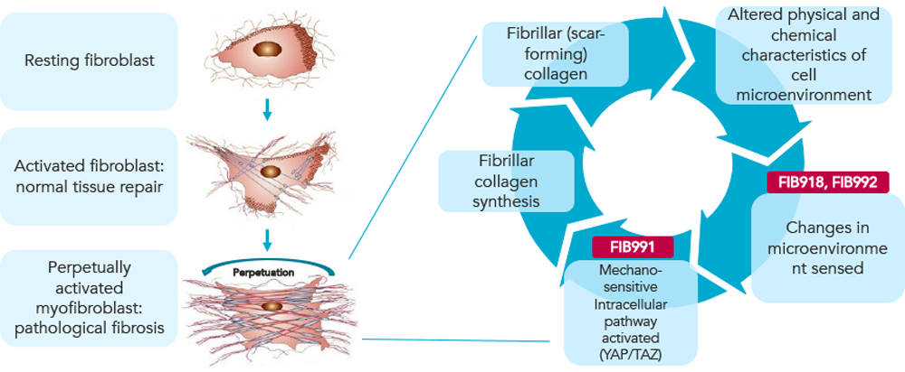 Pathological fibrosis is the scarring or disruption of tissue caused by a persistent tissue repair response (myofibroblast activation) resulting in the excessive accumulation of extracellular matrix (ECM) components that can ultimately lead to organ failure.